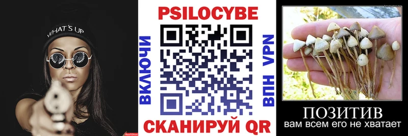 Галлюциногенные грибы Psilocybe  Сухиничи 